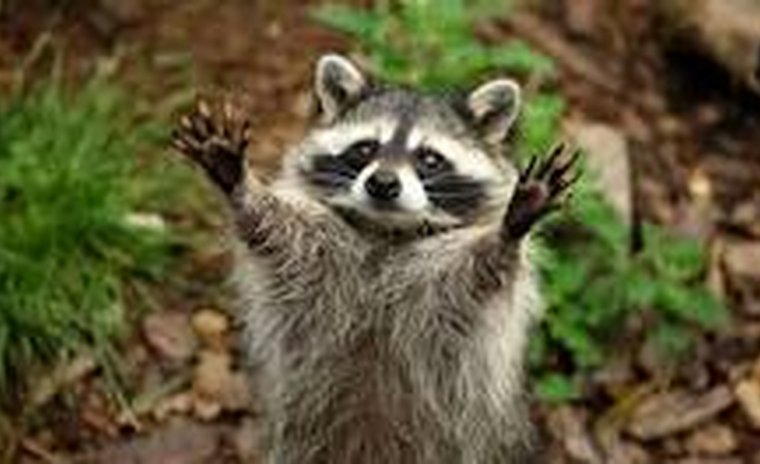 Привертаю вашу увагу цим Єнотом!